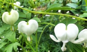 ziek hart, donorhart en gebroken hart